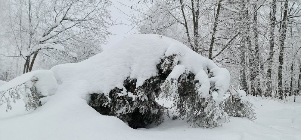 Photograph by Natasha Kim