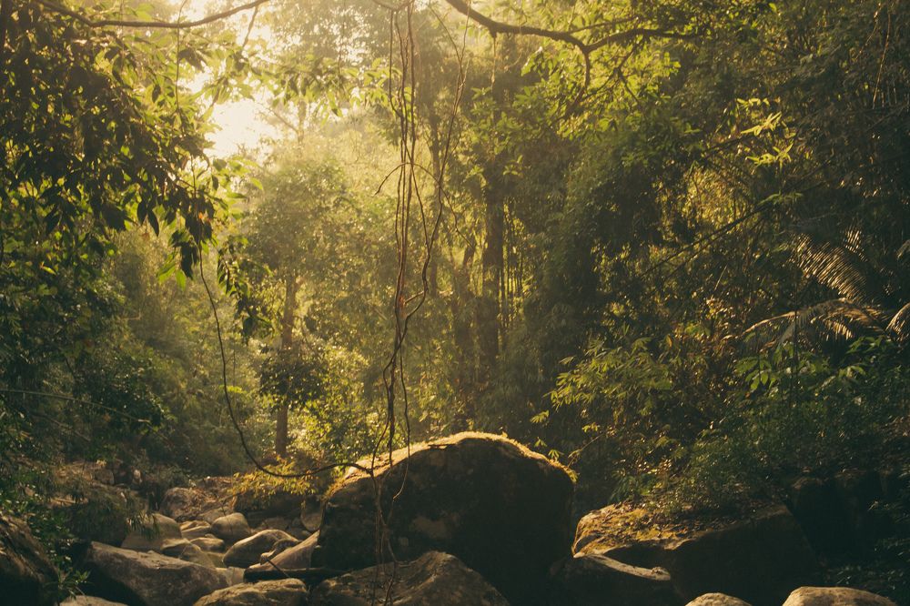 light in the forest