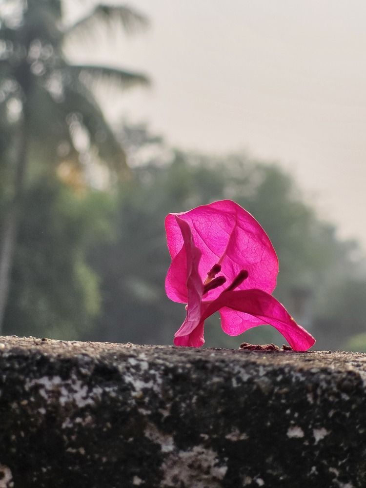 Photograph by Swarupa Maiti
