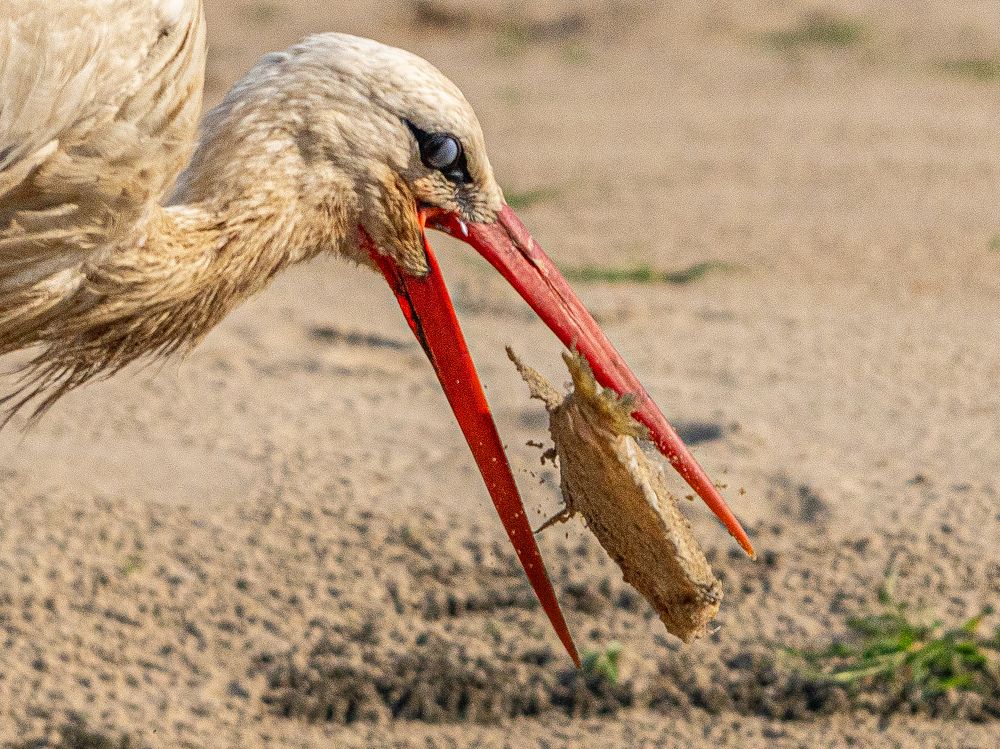 Рыбачащий аист
