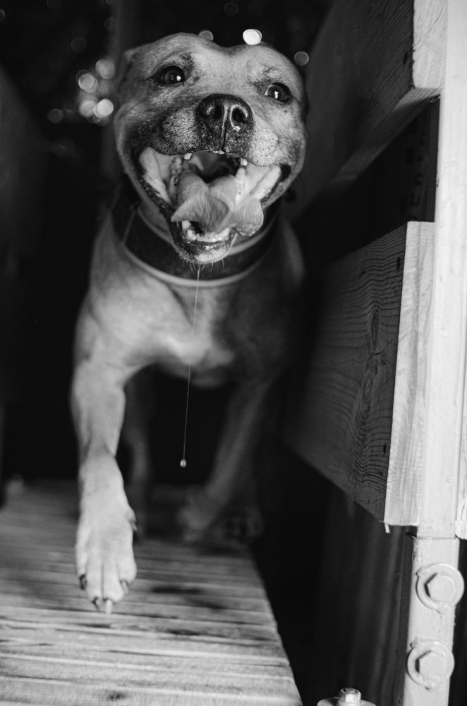 Фотография автора Созвездие собак. Constellation O Dogs