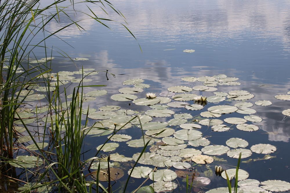 Photograph by Елена Коробченко