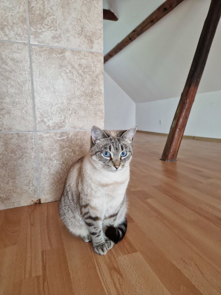 Голубоглазая Красавица