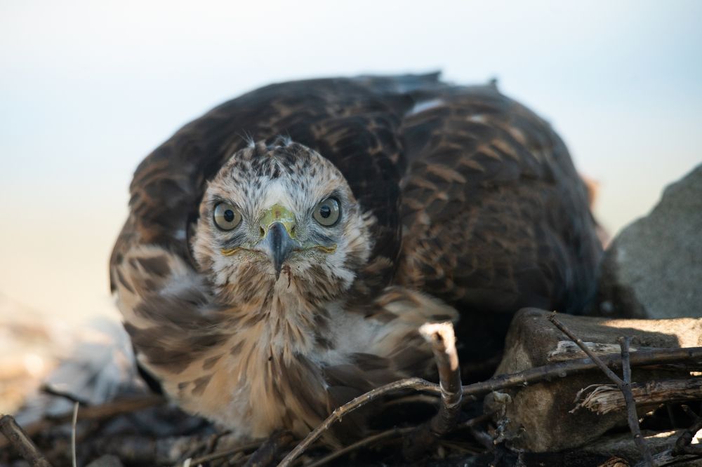 Photograph by Алексей Арестов