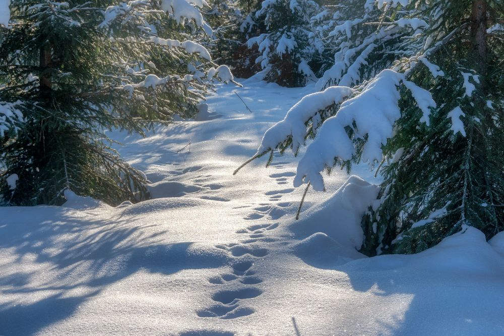 Photograph by Светлана Ващенко