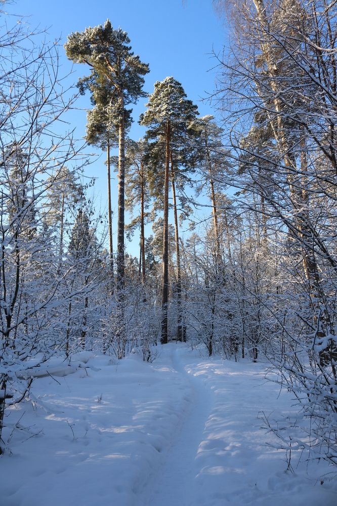 Photograph by Светлана Шуткова