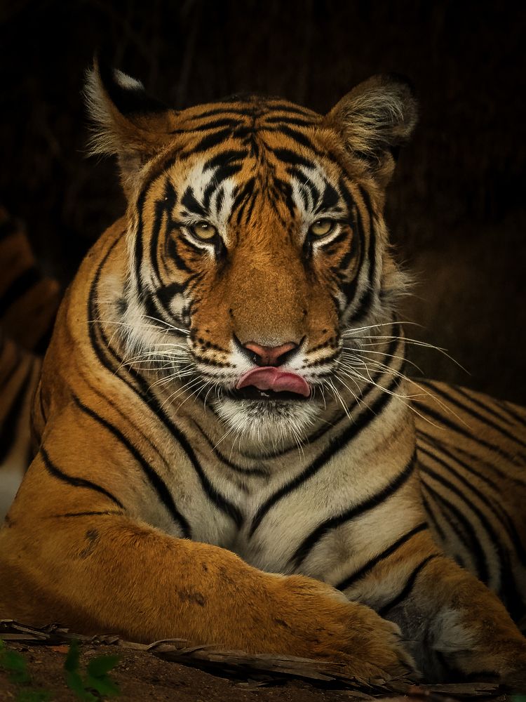 Фотография автора Anand Kumar