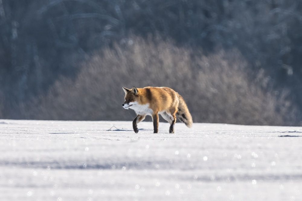 Мышкующая лиса