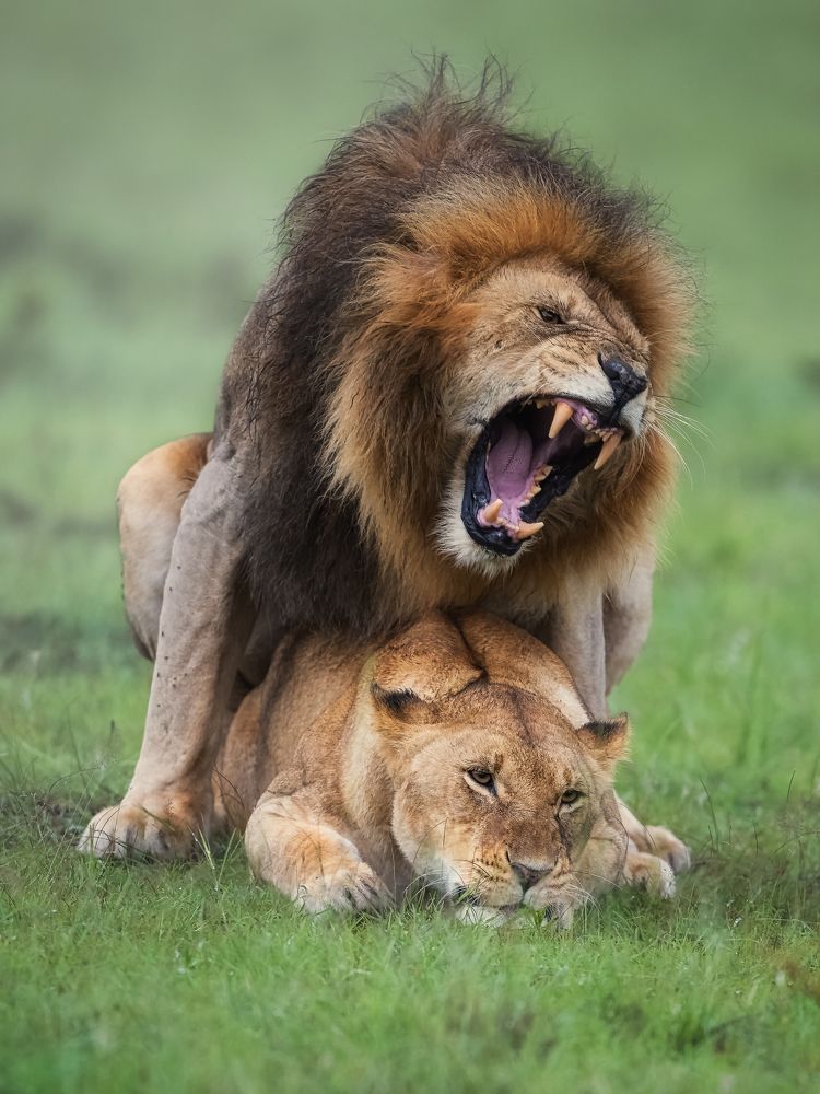 Фотография автора Anand Kumar