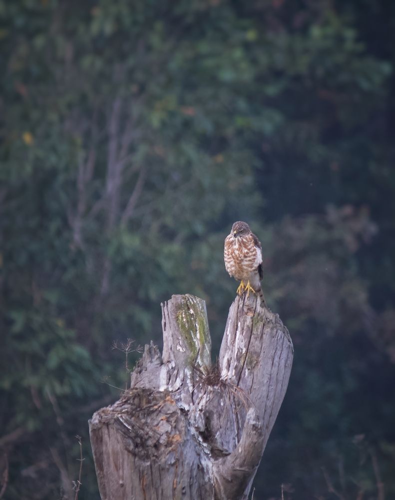 Photograph by Anshuman Pradhan