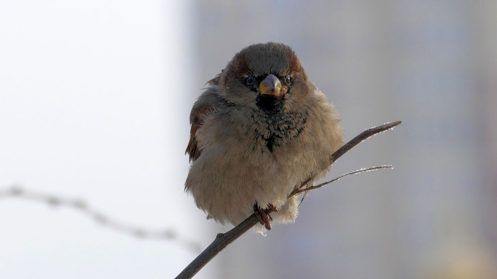 Фотография автора николай зайцев