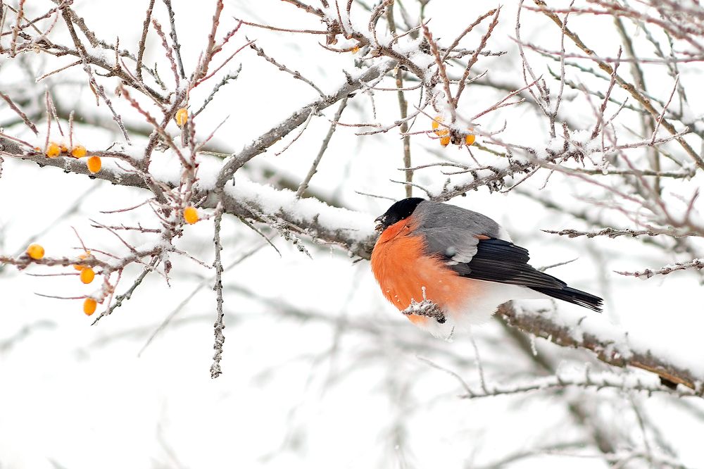 Photograph by Александр Соловьев