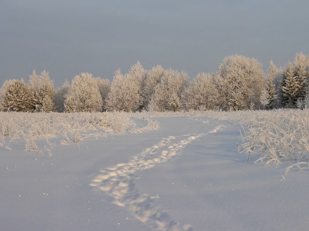 Фотография автора Андрей Шестаков