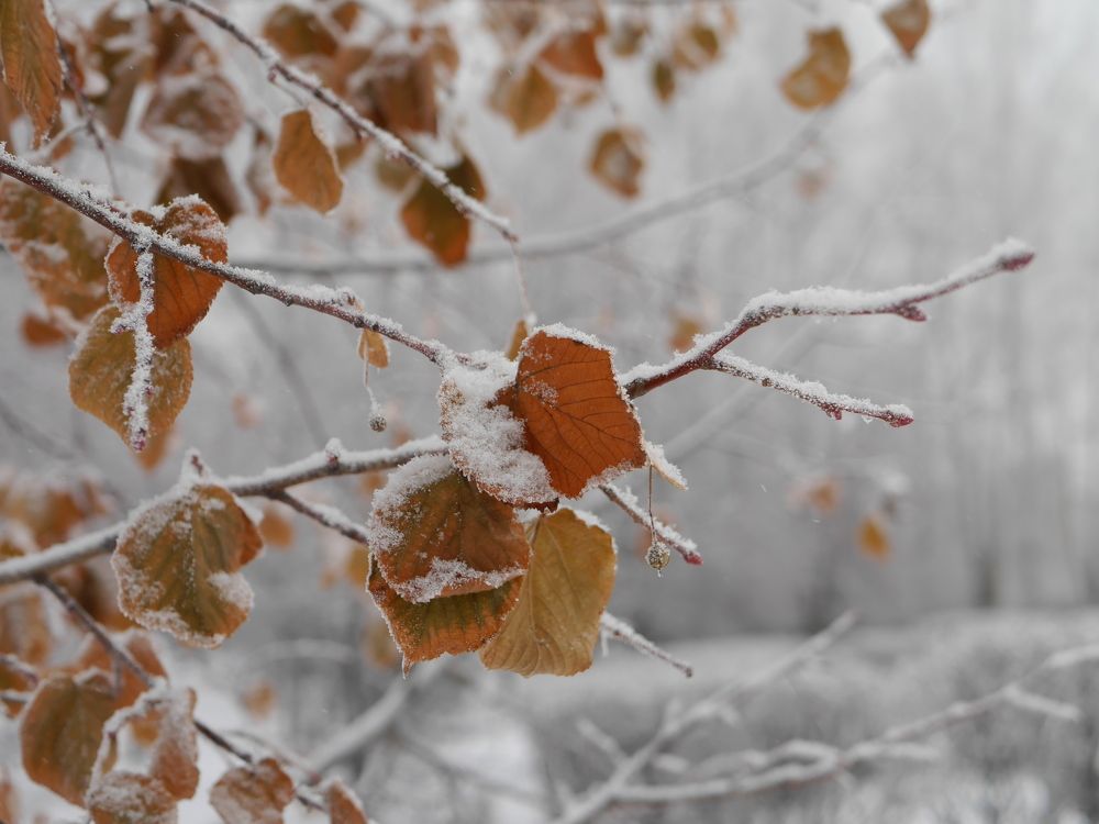 Photo #10082093