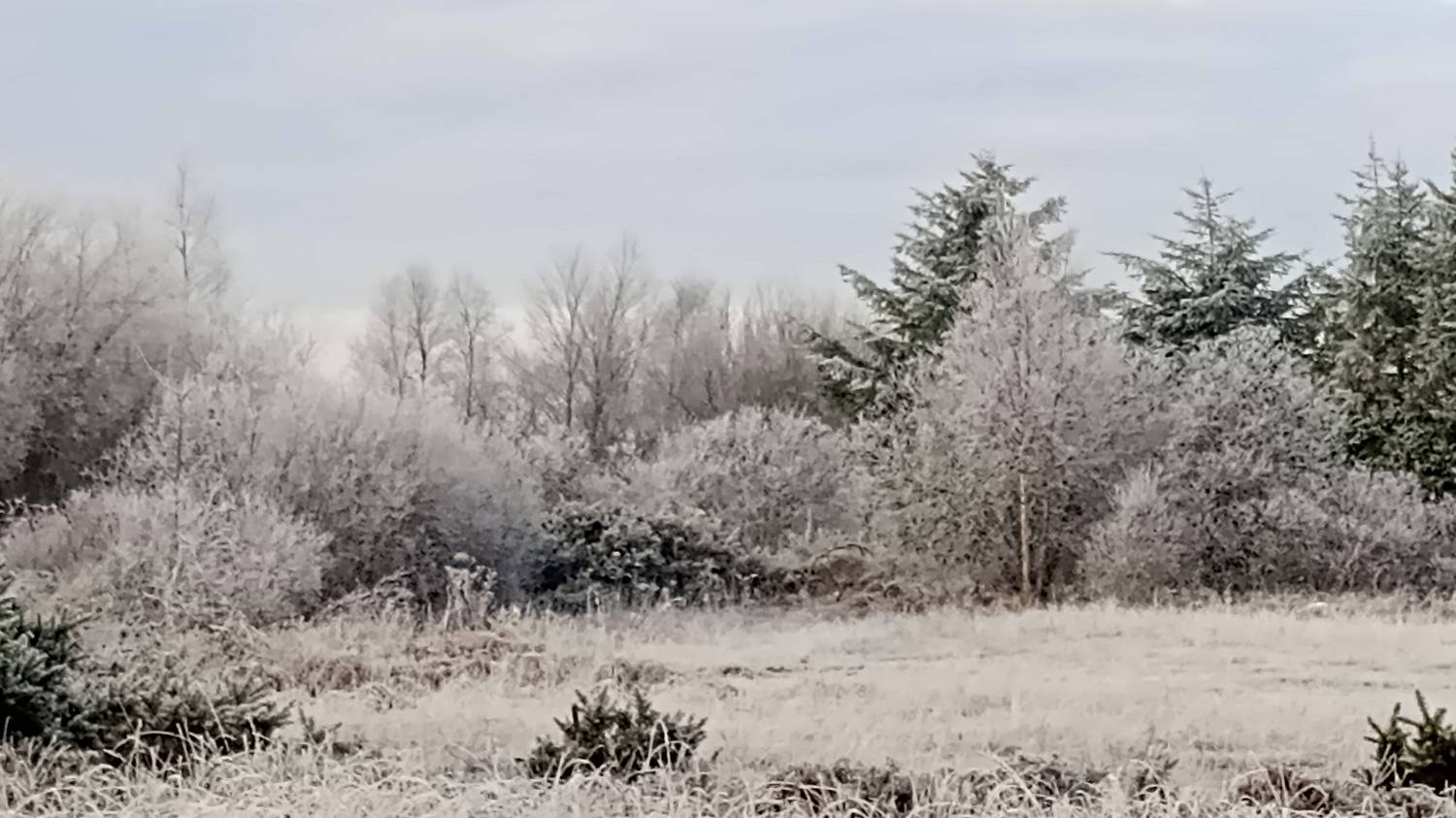 Snow