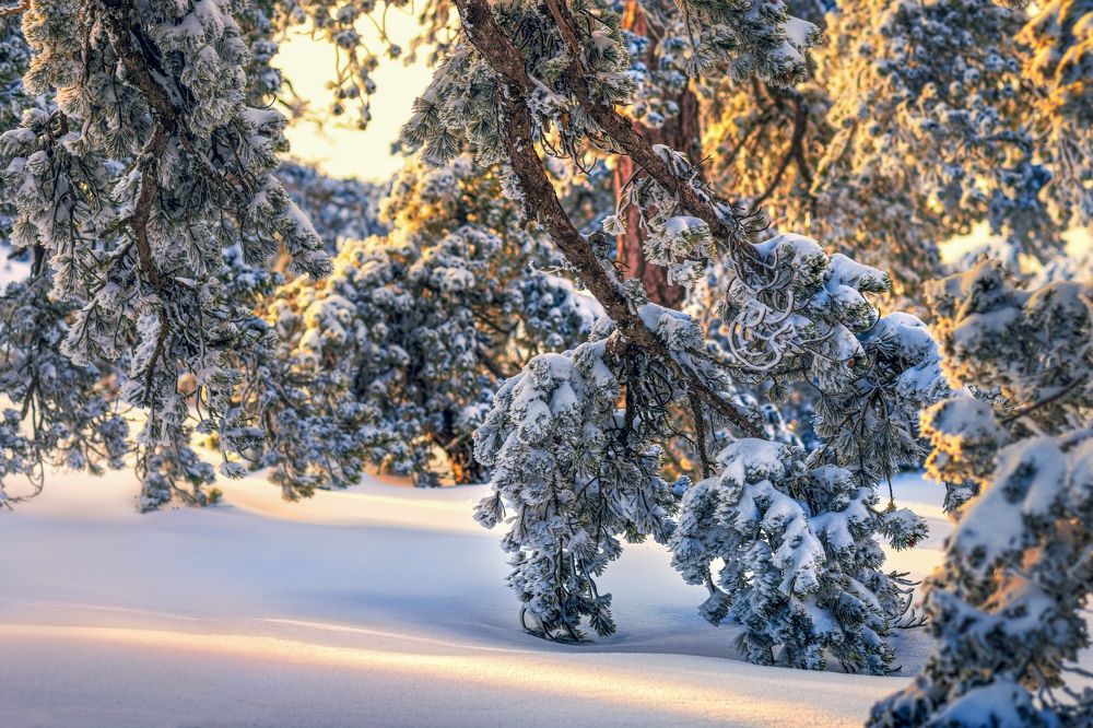 Photograph by Svetlana Tertyshnaya