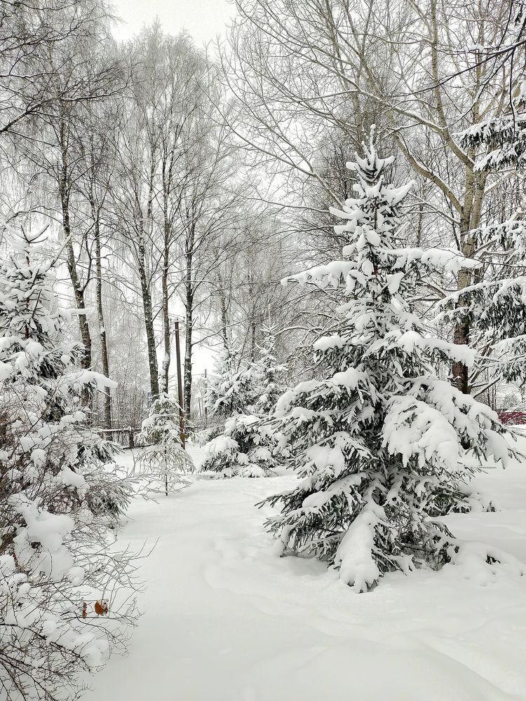 Снежная зима