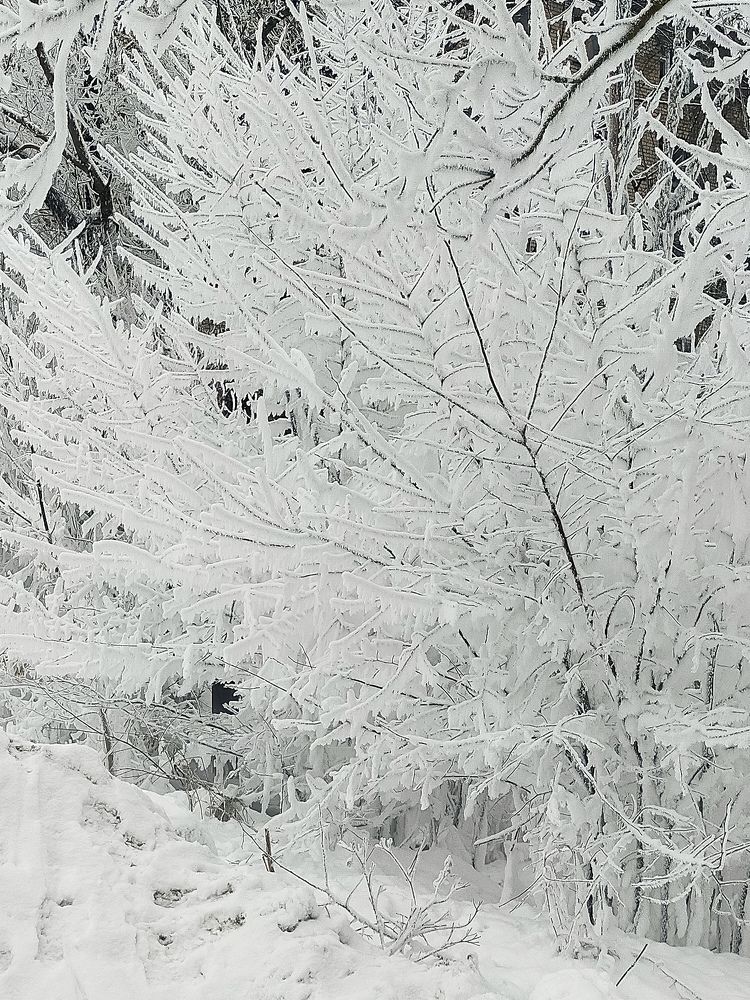 Морозное утро