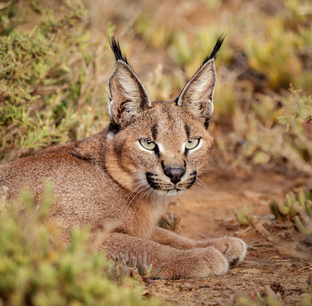 Photograph by Johann Leonard