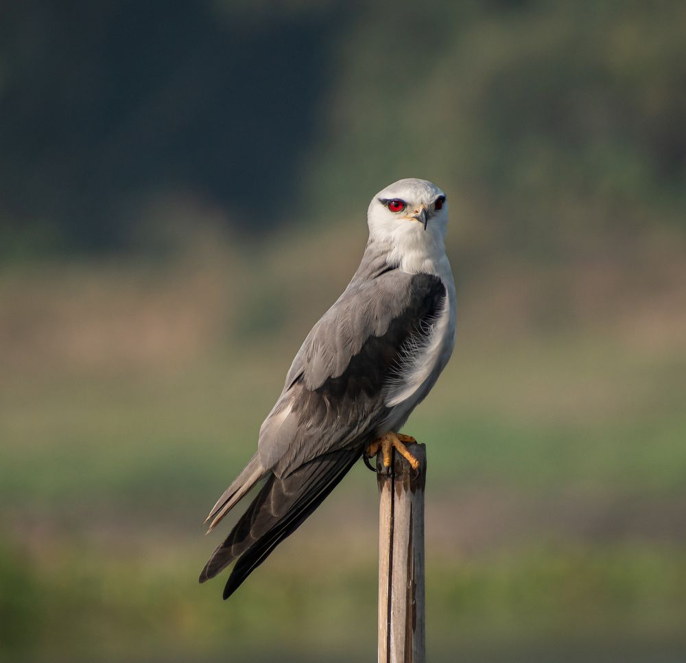 Photograph by ARIJIT SAHA