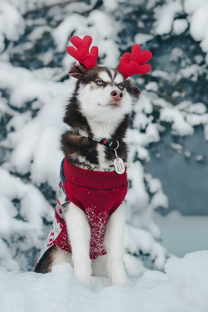 Photograph by Светлана Гущина