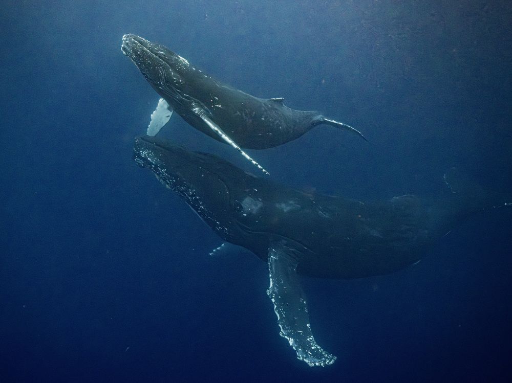 Photograph by Junya Higashi