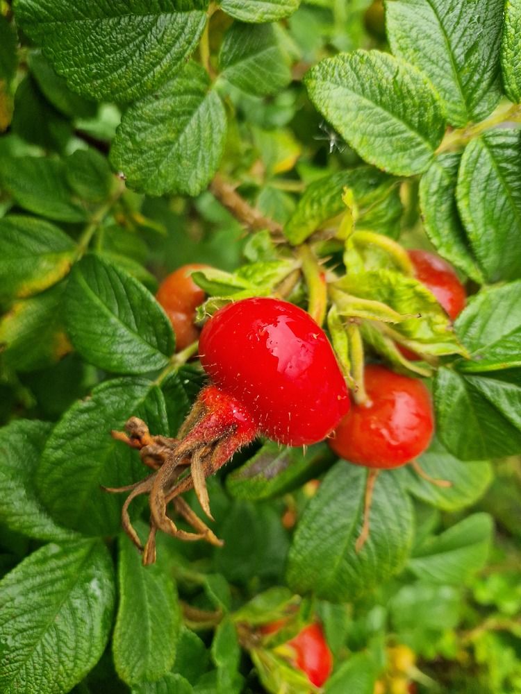 Очарование Шиповника