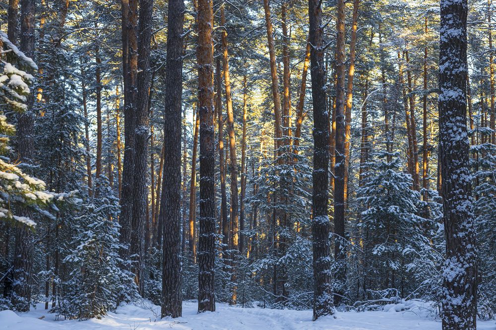 Photograph by александр лялин
