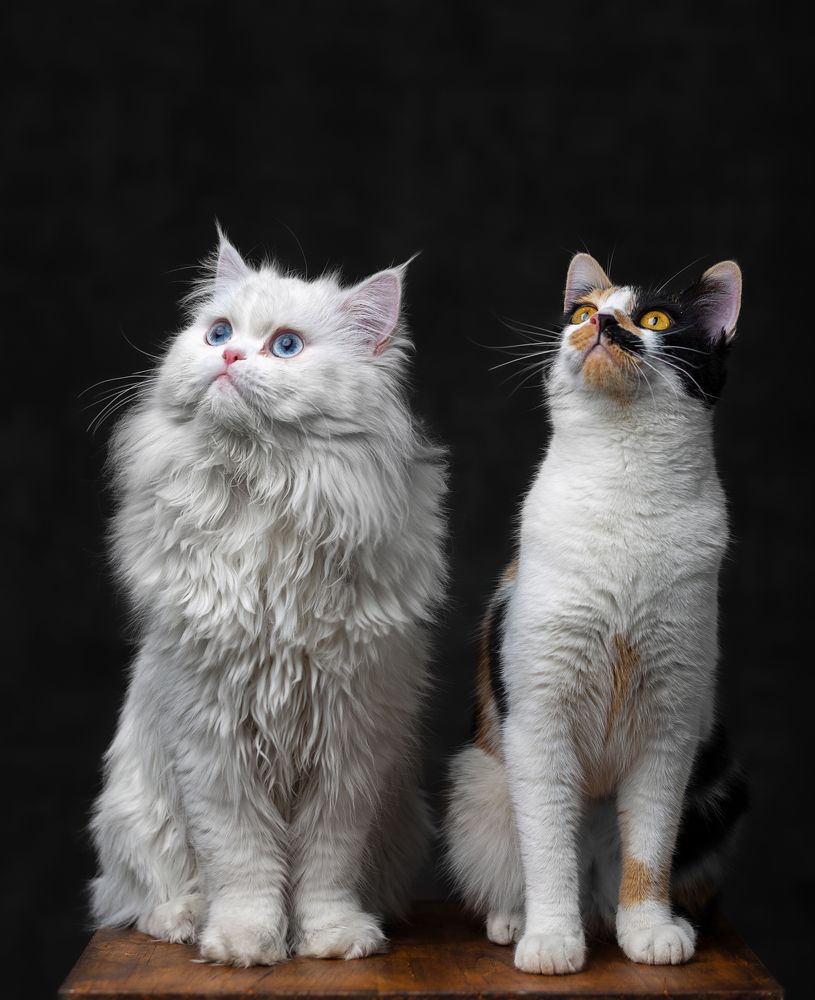 Photograph by Hasan Nazari