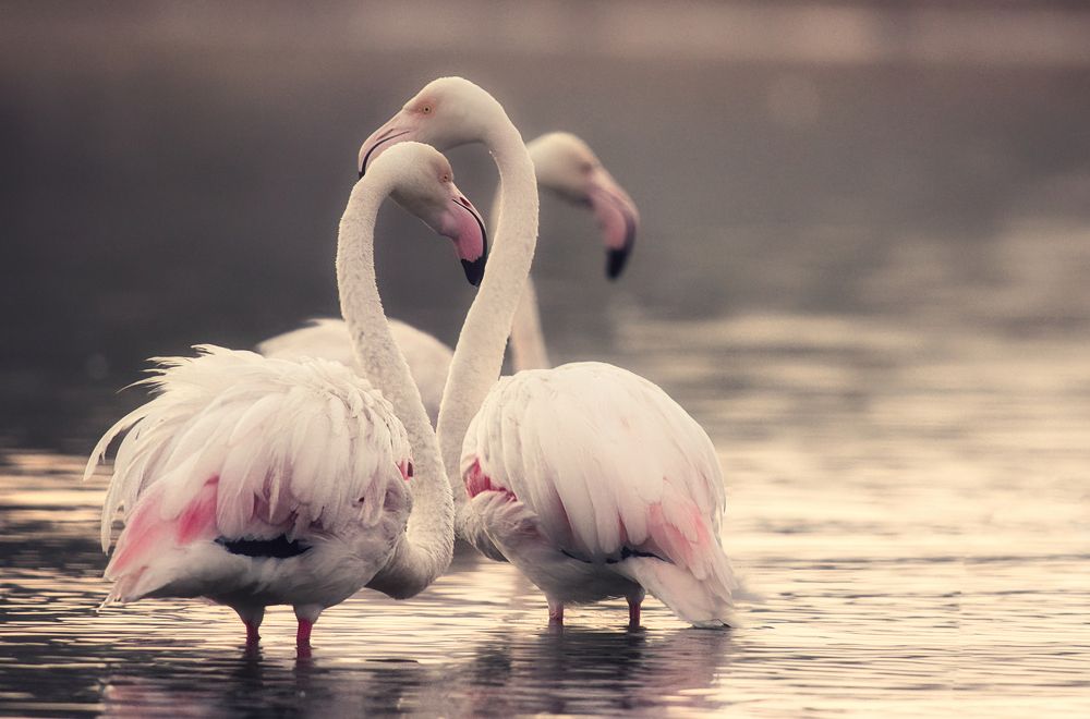 Фотография автора Talal Abodeshish