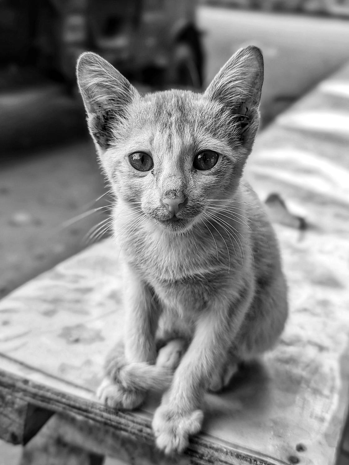 Street Purr-spective