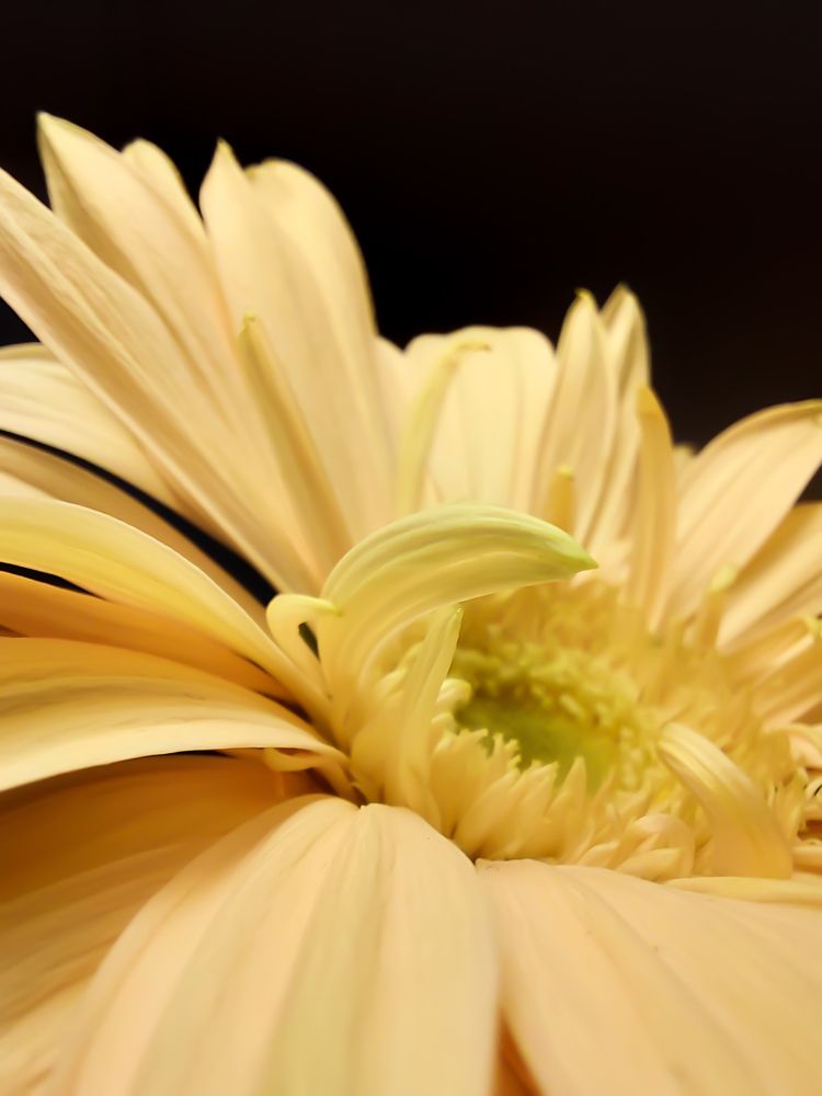 Фотография автора Светлана Дунаева