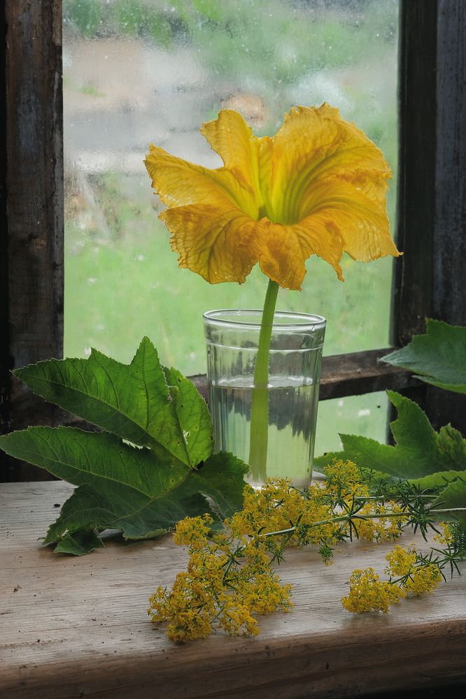 С цветком тыквы