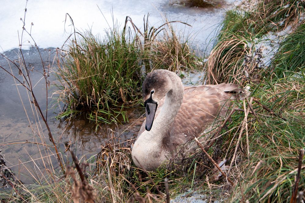 Начало зимы