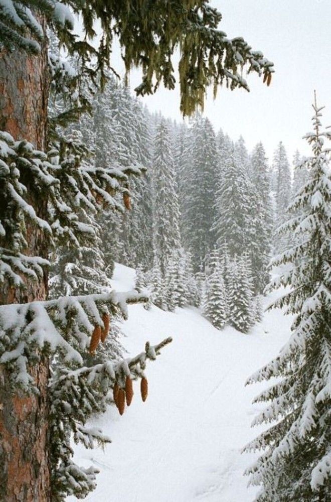 Photograph by Марианна Чайка