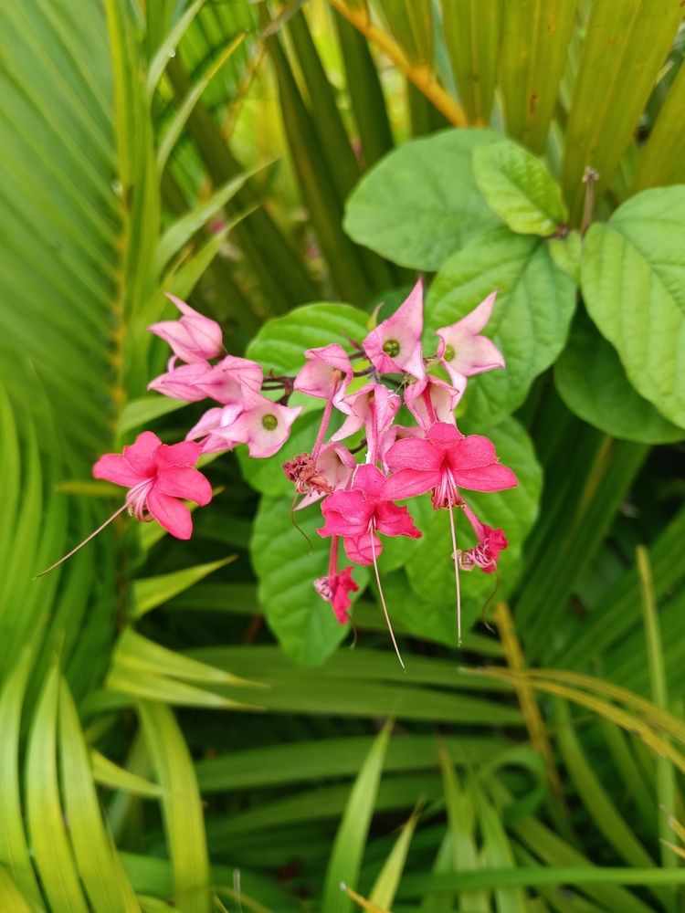 Farm Flower