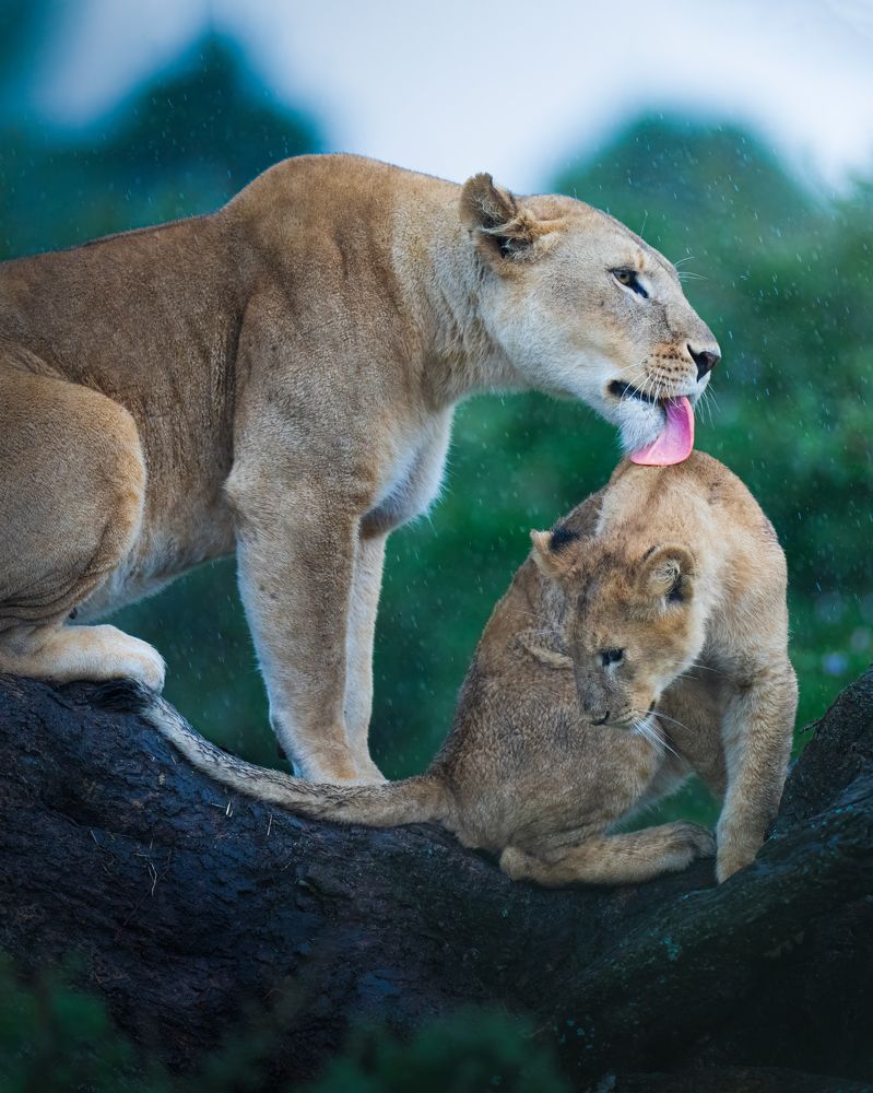 Photograph by Alexandra Surkova