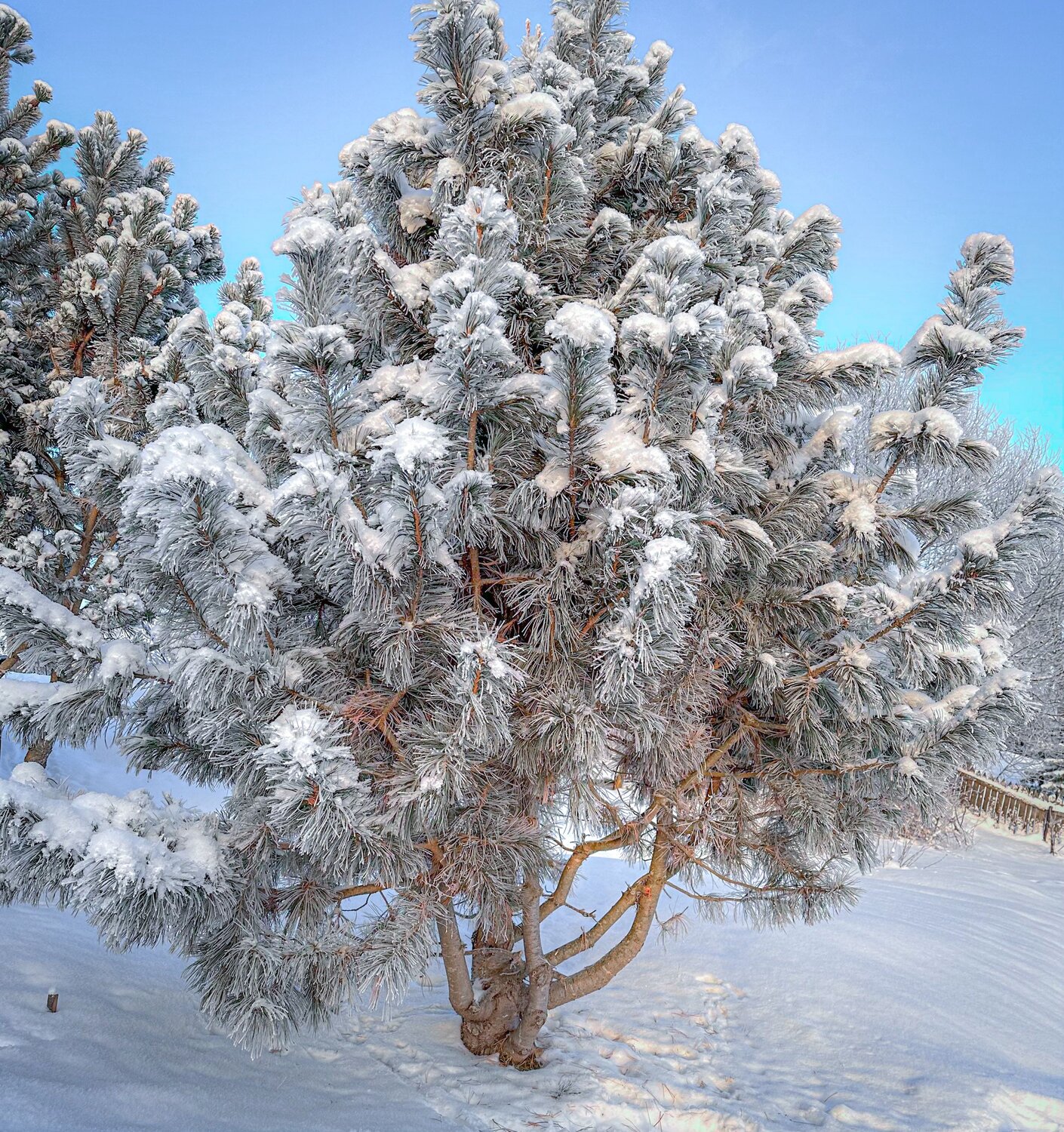 Photo #10086215