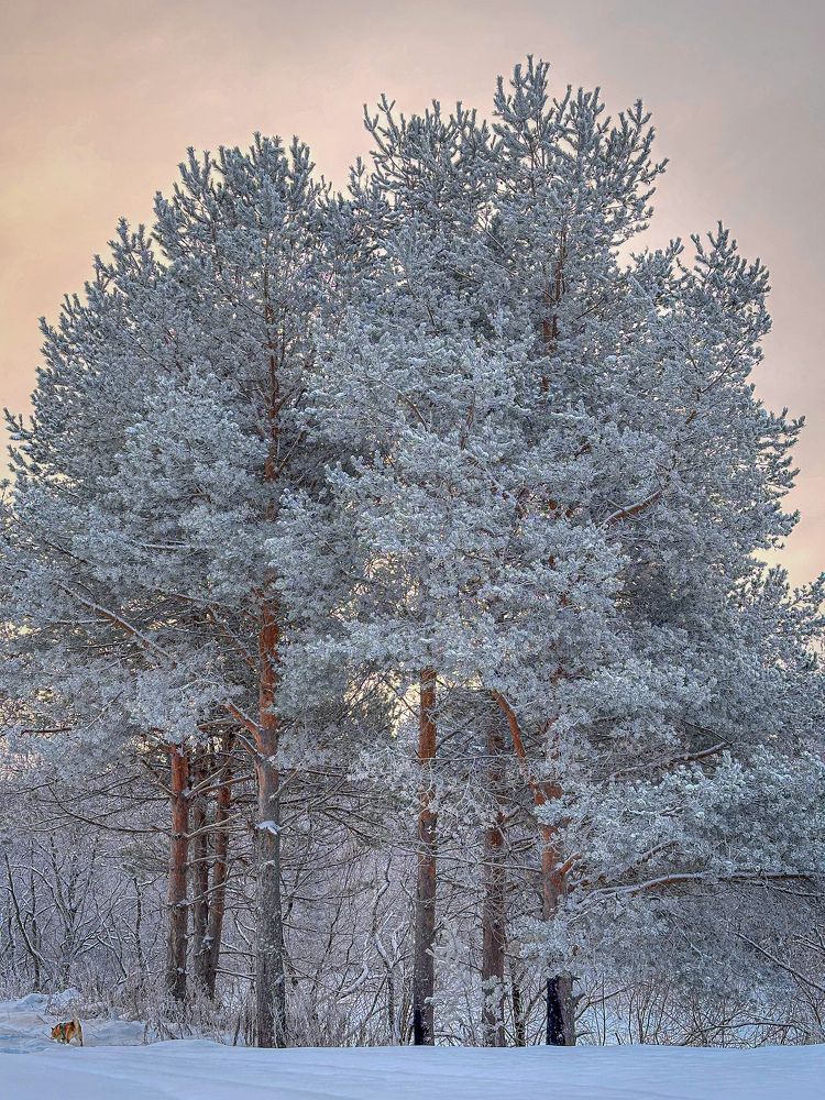 Photograph by Anastasia