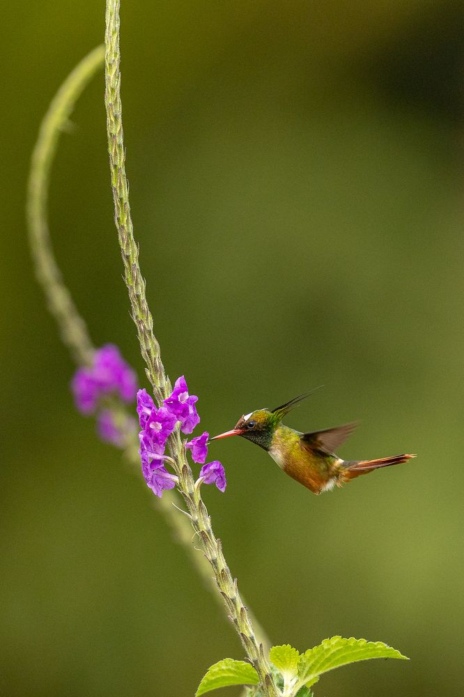 Photograph by Ricardo Ferreira