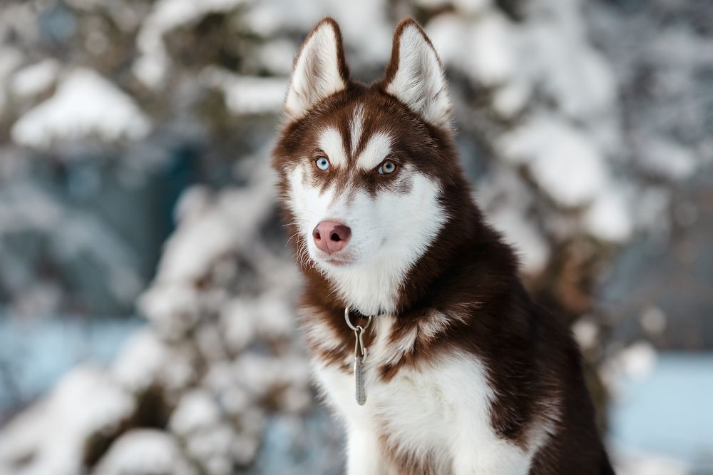 Photograph by Светлана Гущина