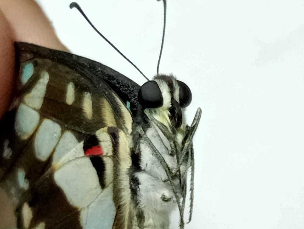 Photograph by Khushi