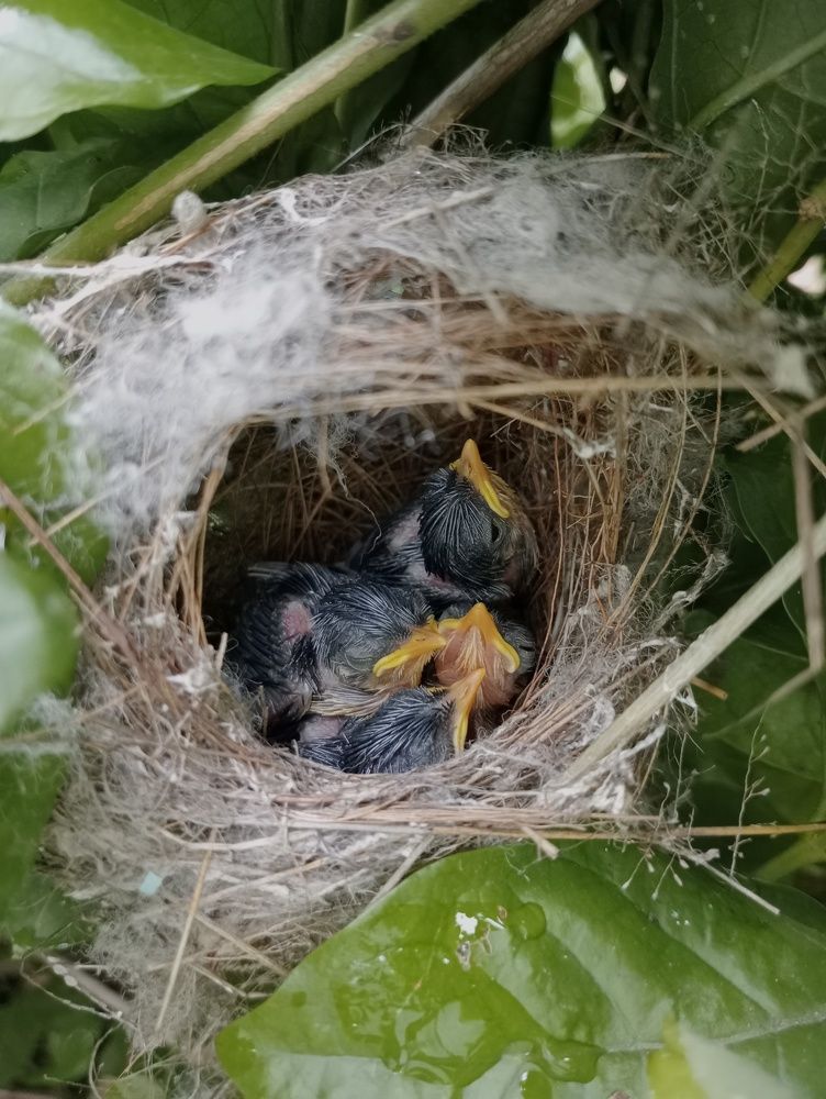 Photograph by Khushi