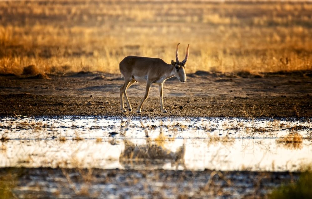 Красавец сайгак.