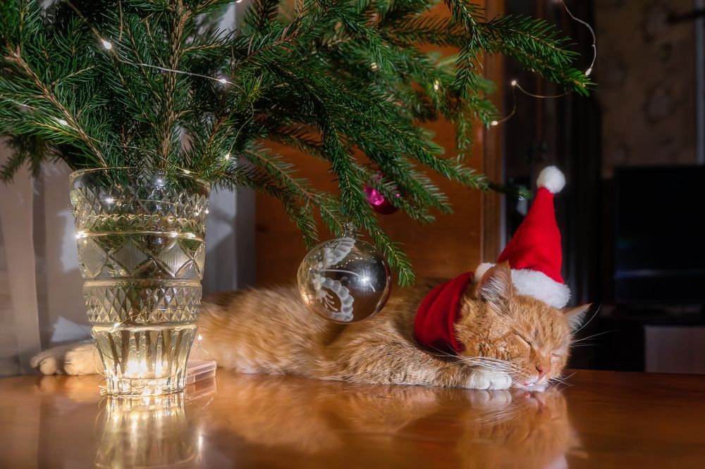 Фотография автора Александр Пашеничев