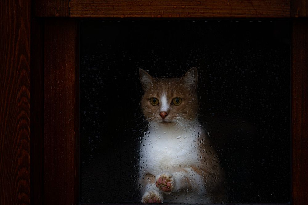 Photograph by Mustafa Şahin