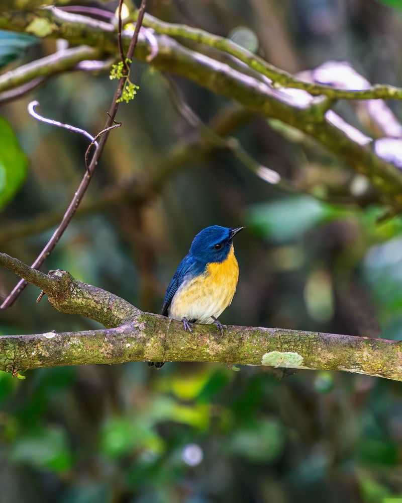 Голубая мухоловка Тикелла  (Cyornis tickelliae)