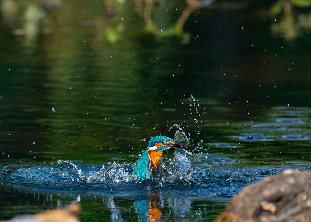 Photograph by Sajil Mohammed