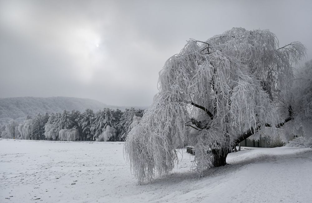 В зимнем убранстве