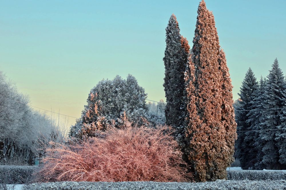 Закат отразился на белом снегу